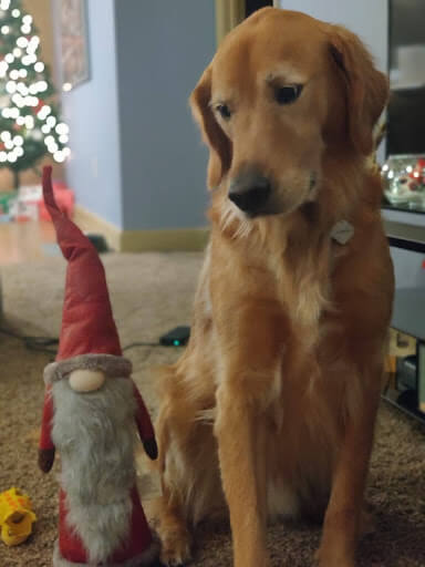 Unit Test pup, Curry