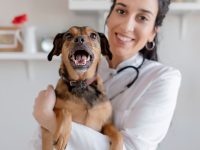 Pet Insurance Company Kansas City backend modernization for pet insurance company using ai accelerated development